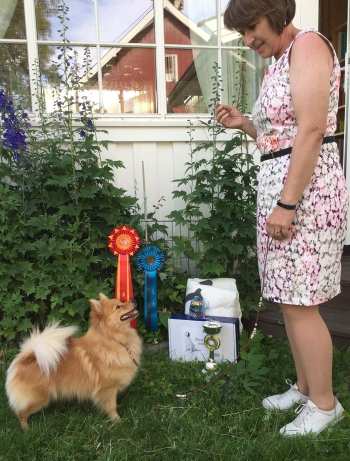 Best i rasen på Spesialutstillingen til Mittelspitz 23.06.2018