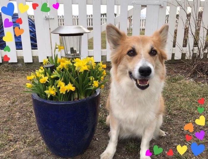Abba fyller 8 år 21.04.2019
Sprek veteran som fortsatt liker å gå Agility!