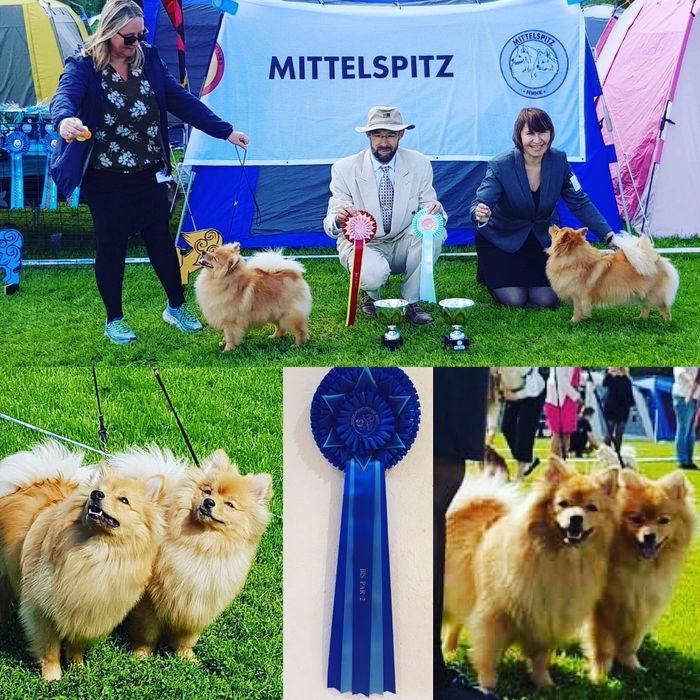 Feng BIR-valp og Bella BIM-valp på rasesspesialen på Maura 2019