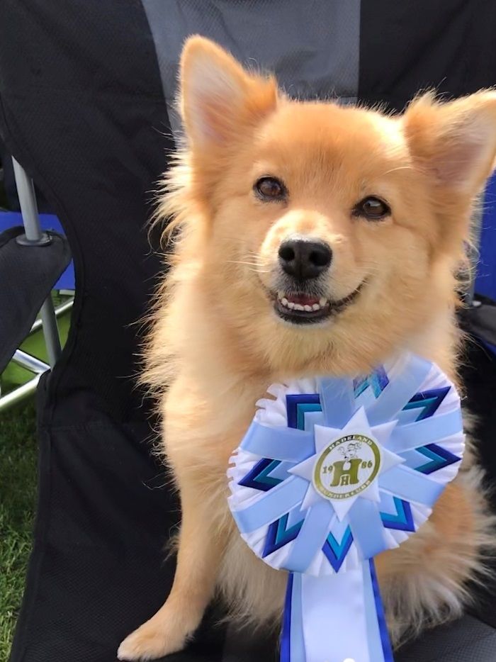 Den 24. August 2019 tok Elzy siste NAPP i Agility klasse 2, så da er hun i klasse 3 både i Hopp og Agility :-)