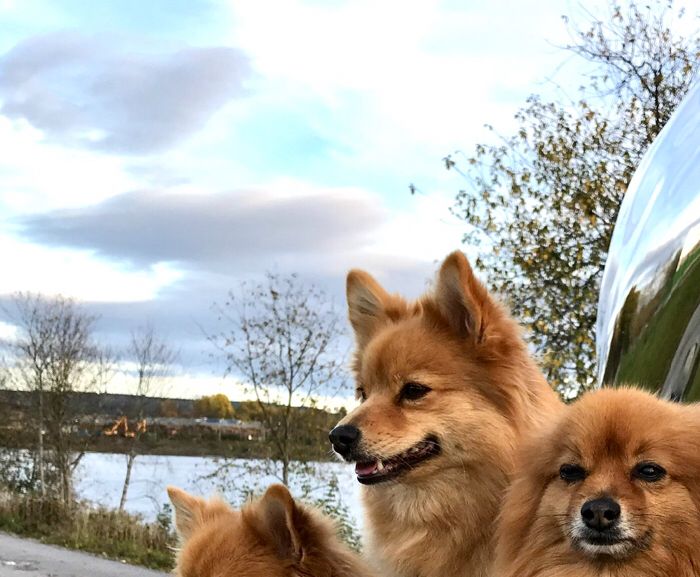Bella, Elzy, Buddy og Happy