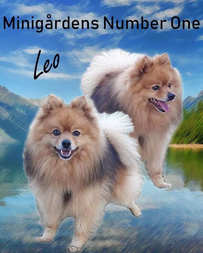 Foto fra Kennel Amentino`s Hjemmeside