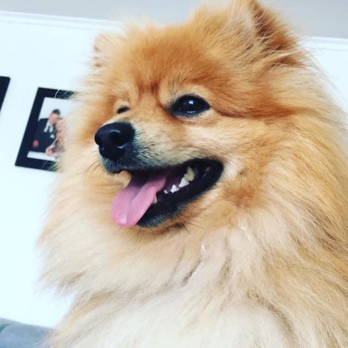 Alvin